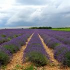 Die Lavendelpracht in der Provence