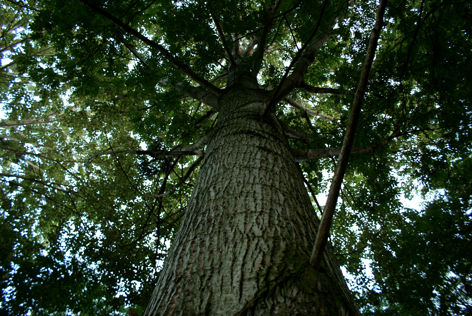 Die lebende Kraft des Baumes