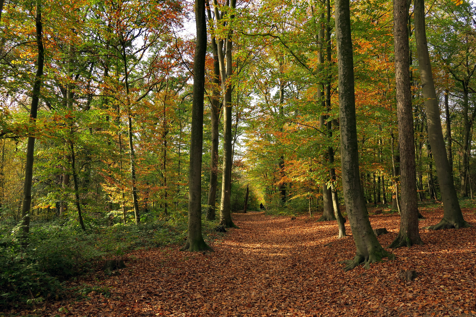 Die Lebensgrundlage Wald