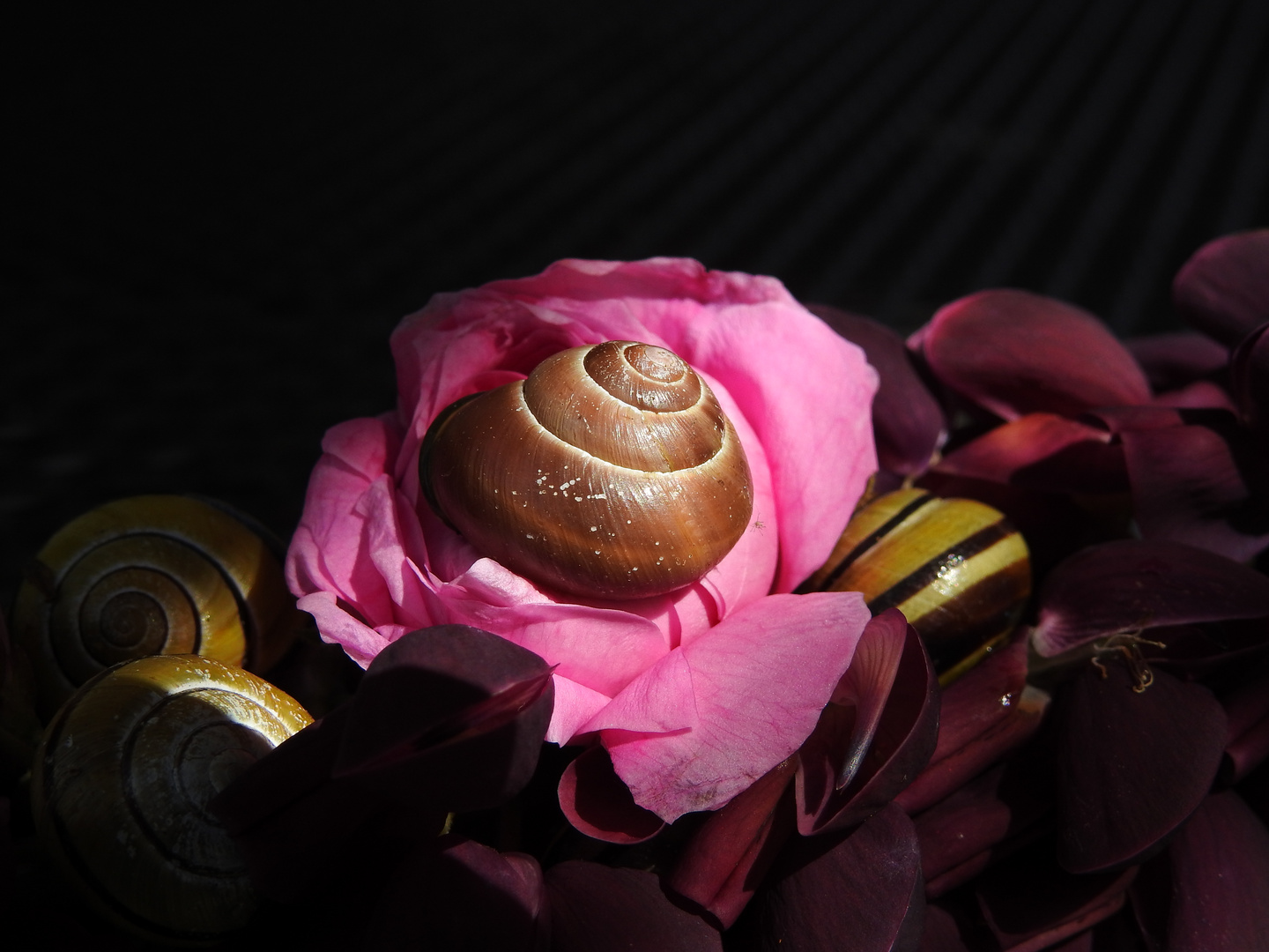 Die Lebensweisheit einer Schnecke