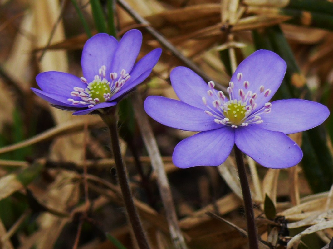 Die Leberblümchen