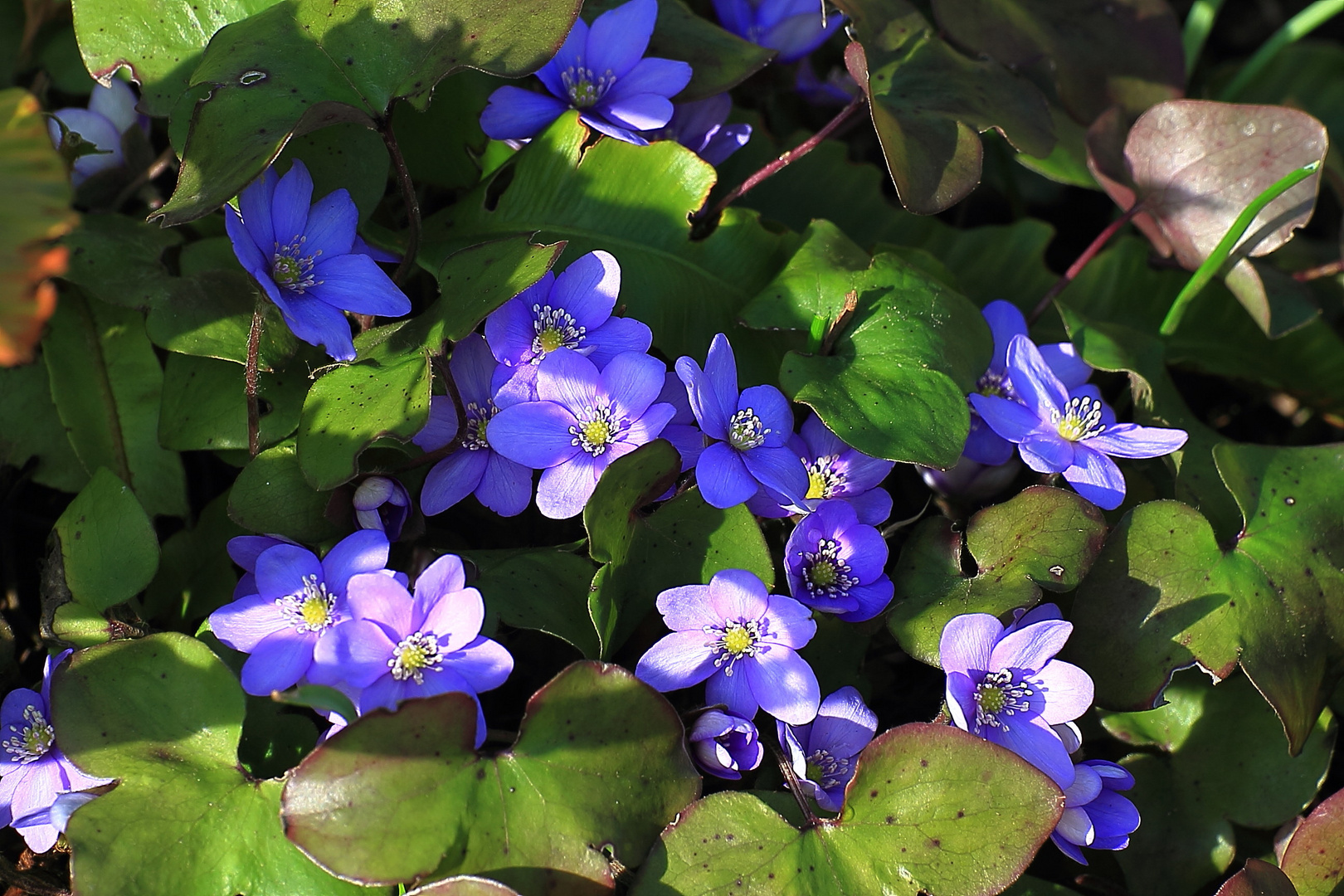 Die Leberblümchen sind da