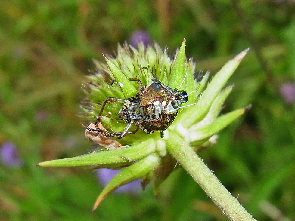 die leere Hülle