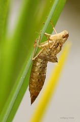 Die leere Hülle einer Plattbauchlibelle 