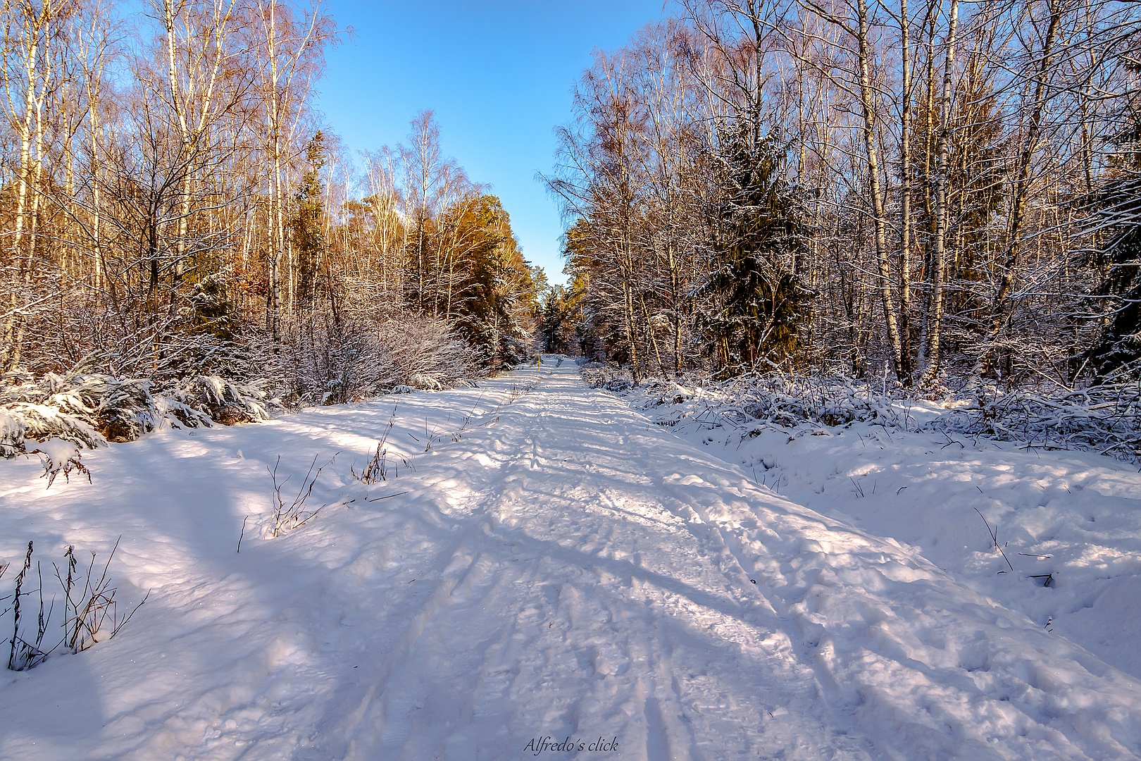 Die Leere im Wald 