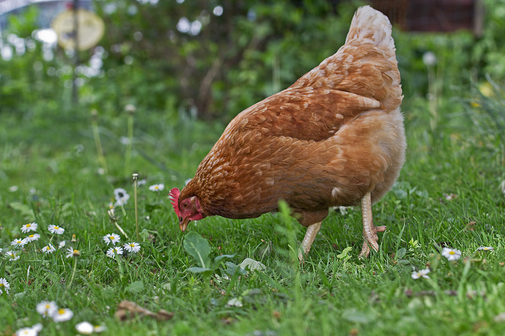 Die Legehenne  und die leckeren Gänseblümchen