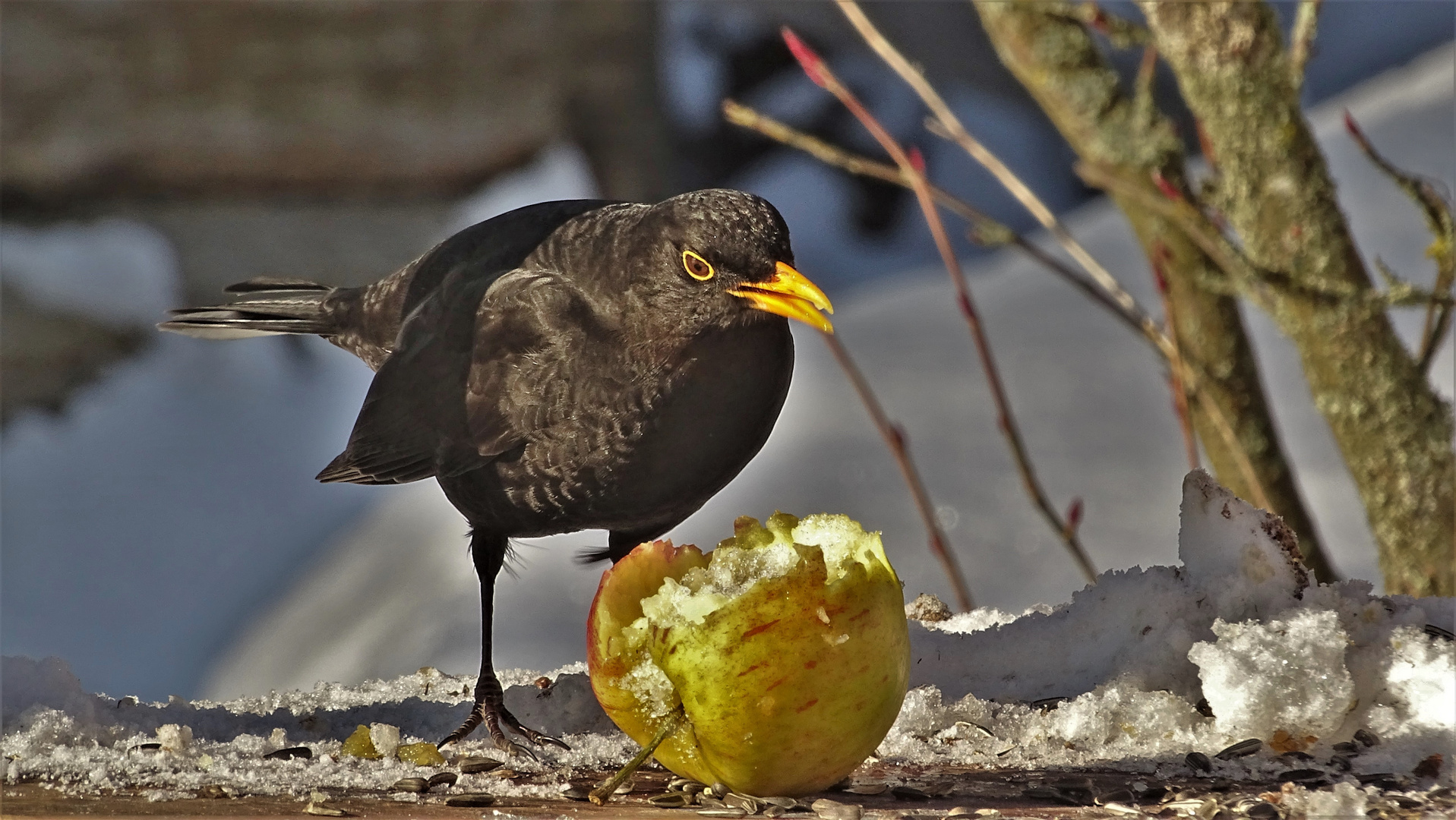 Die Leibspeise der Amsel