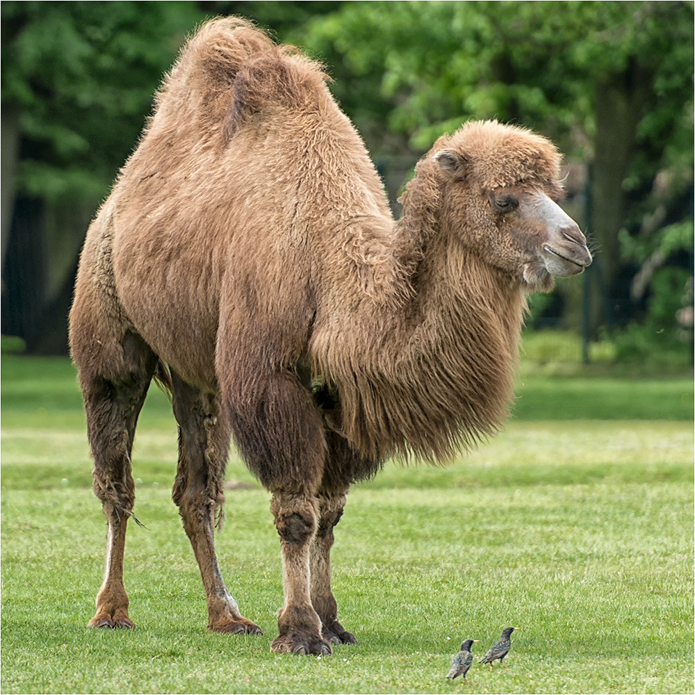 Die Leibwächter.....