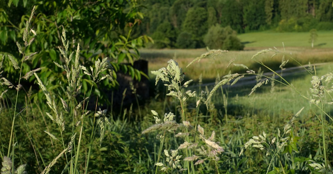 Die Leichtgängigkeit des Sommers