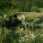 Die Leichtgängigkeit des Sommers