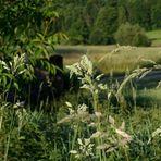 Die Leichtgängigkeit des Sommers