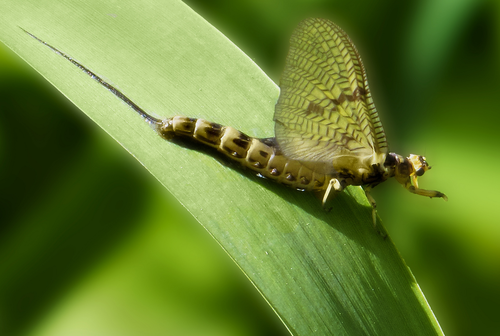 Die Leichtigkeit der Maifliege