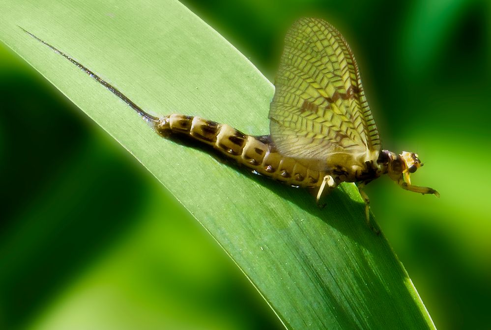 Die Leichtigkeit der Maifliege von OTOSHOP 