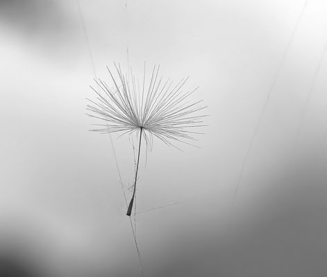 Die Leichtigkeit des Seins ...