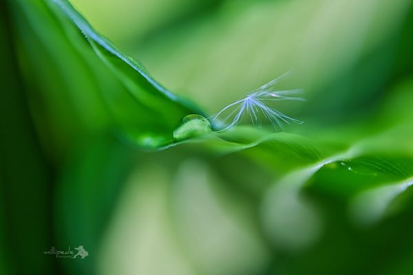 Die Leichtigkeit des Seins