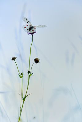 - Die Leichtigkeit des Seins -