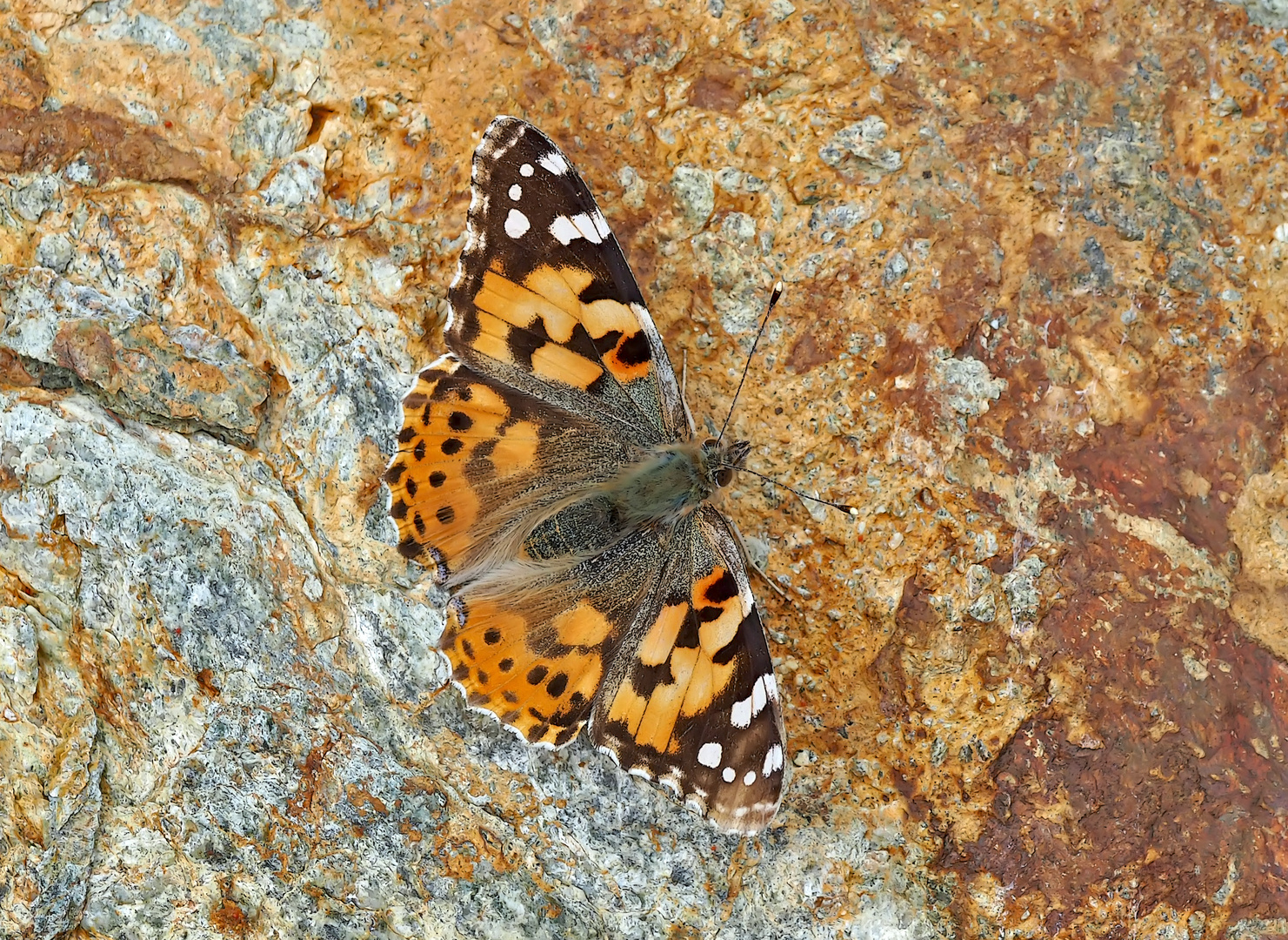 Die Leichtigkeit des Seins: Vanessa cardui, la Belle-Dame!