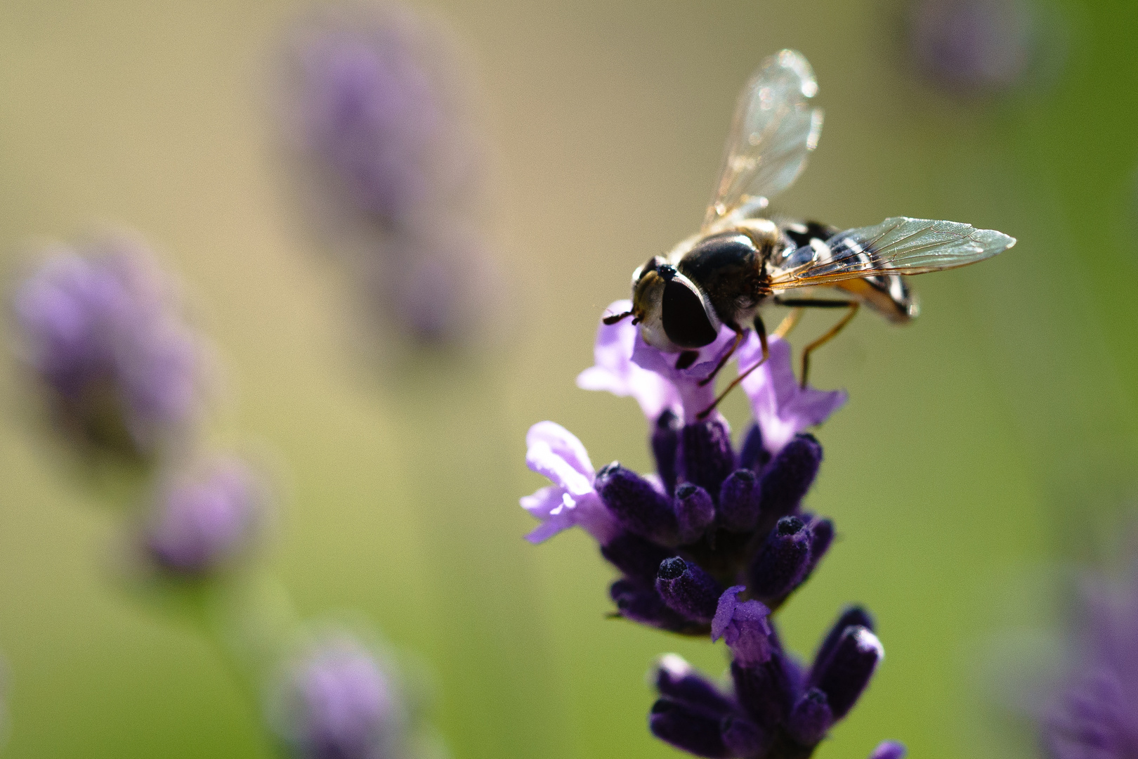 Die Leichtigkeit des Sommers