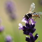 Die Leichtigkeit des Sommers