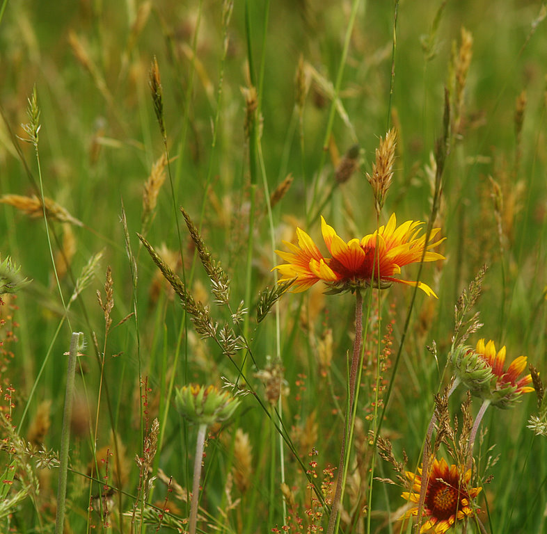 Die Leichtigkeit des Sommers