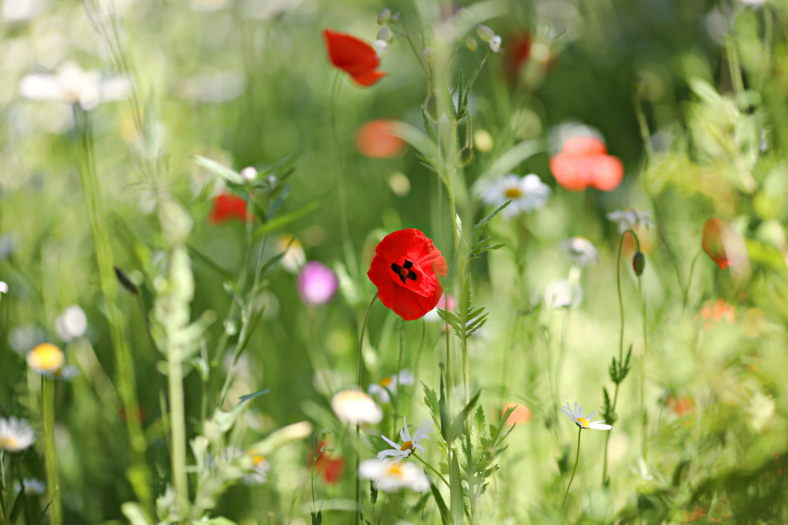 Die  Leichtigkeit des Sommers