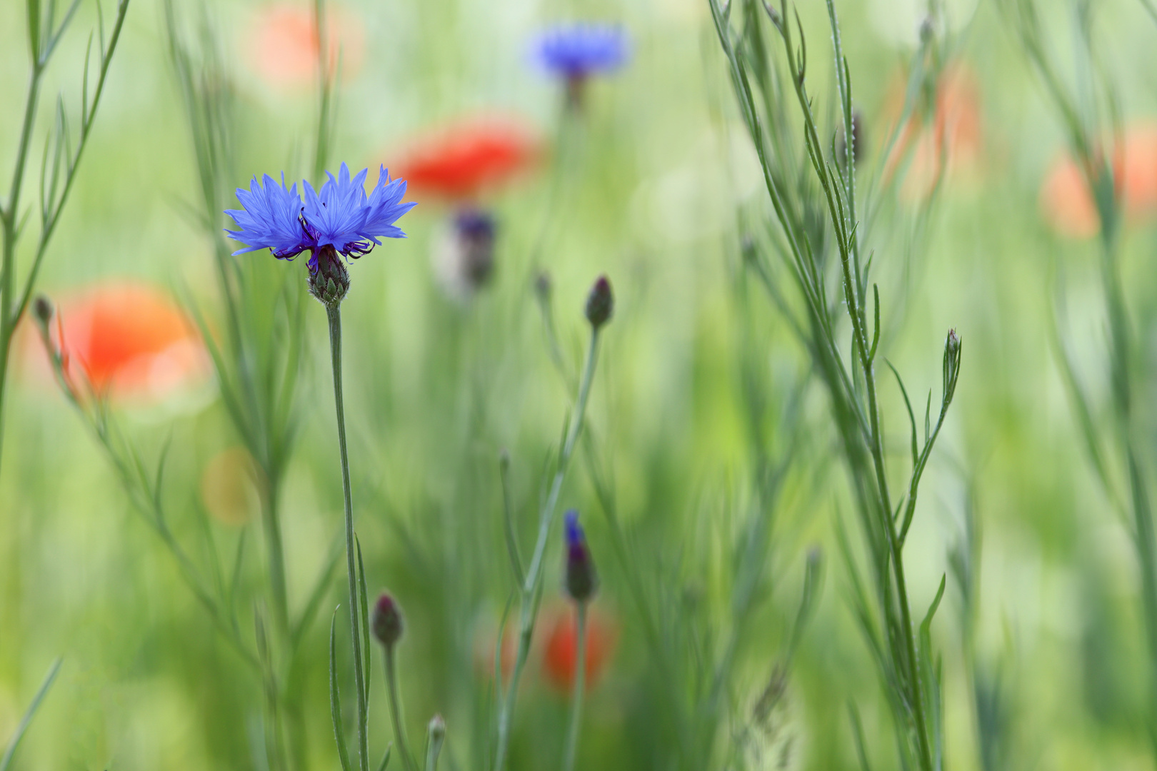 Die Leichtigkeit des Sommers 