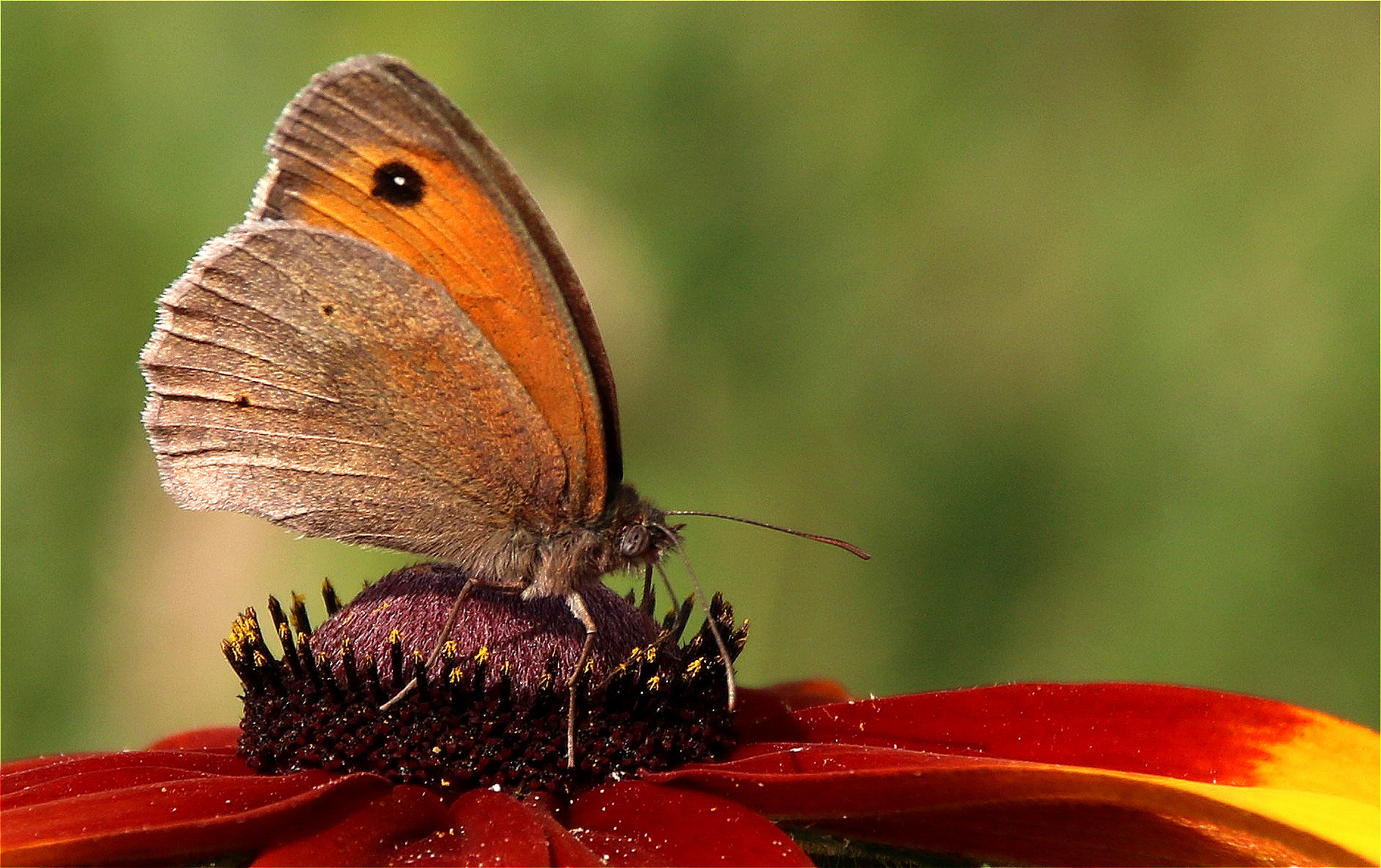 ° Die Leichtigkeit des Sommers °