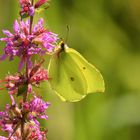 Die Leichtigkeit des Sommers