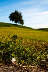 die leichtigkeit des sommers