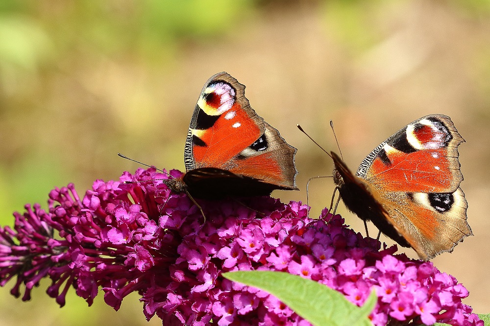 Die Leichtigkeit des Sommers