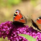 Die Leichtigkeit des Sommers