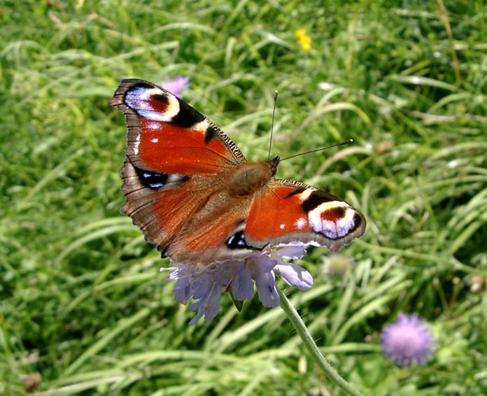 Die Leichtigkeit des Sommers