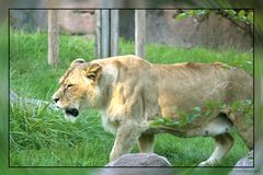 ... die Leipziger Zoo-Löwin ...