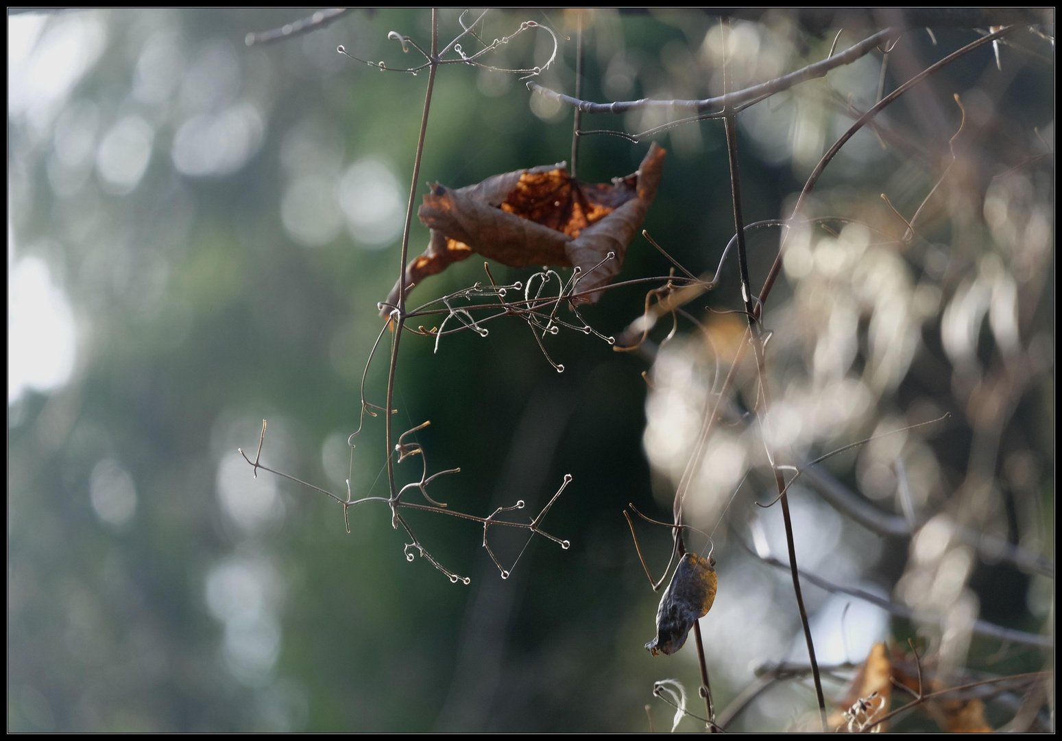 die leisen Farben des Herbstes