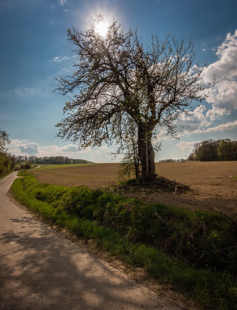 Die Leiter am Baum ..... von einem Osterspaziergang