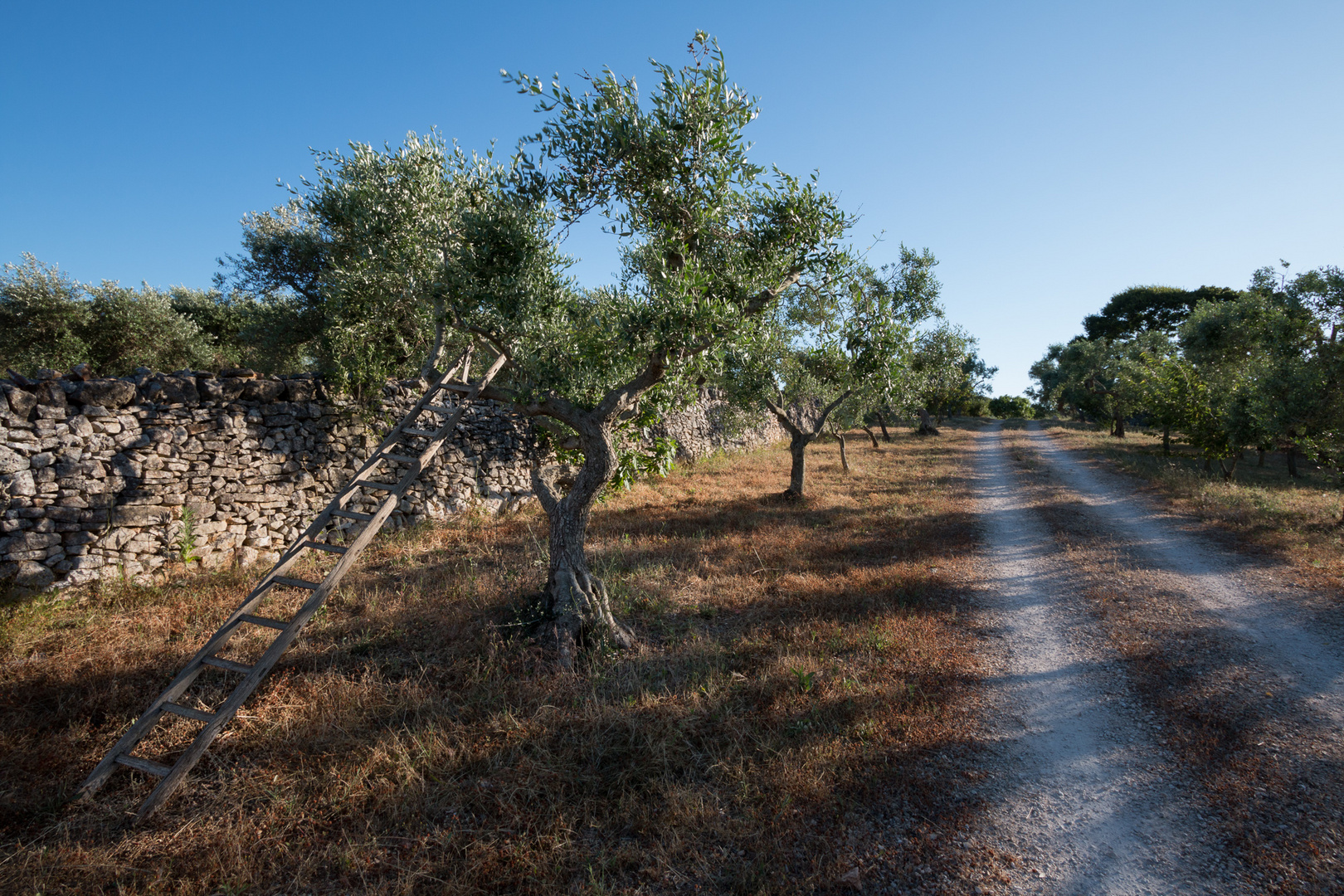 die Leiter... Foto & Bild bäume, baum, natur Bilder auf