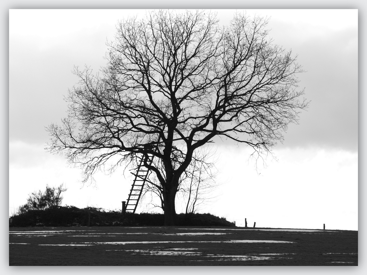 DIE LEITER oder DER BAUM