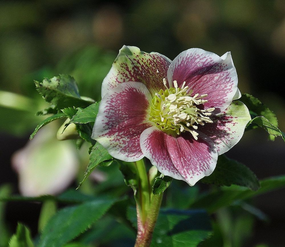 Die Lenzrose Foto & Bild naturmakros, projekte, naturkreativ Bilder