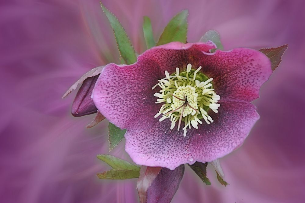 die Lenzrose... Edith Vogel Fotografie