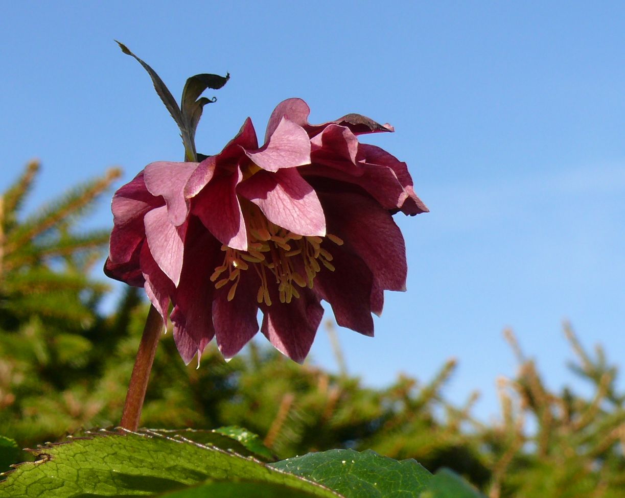 Die Lenzrosen