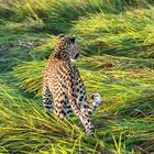 Die Leoparden Dame