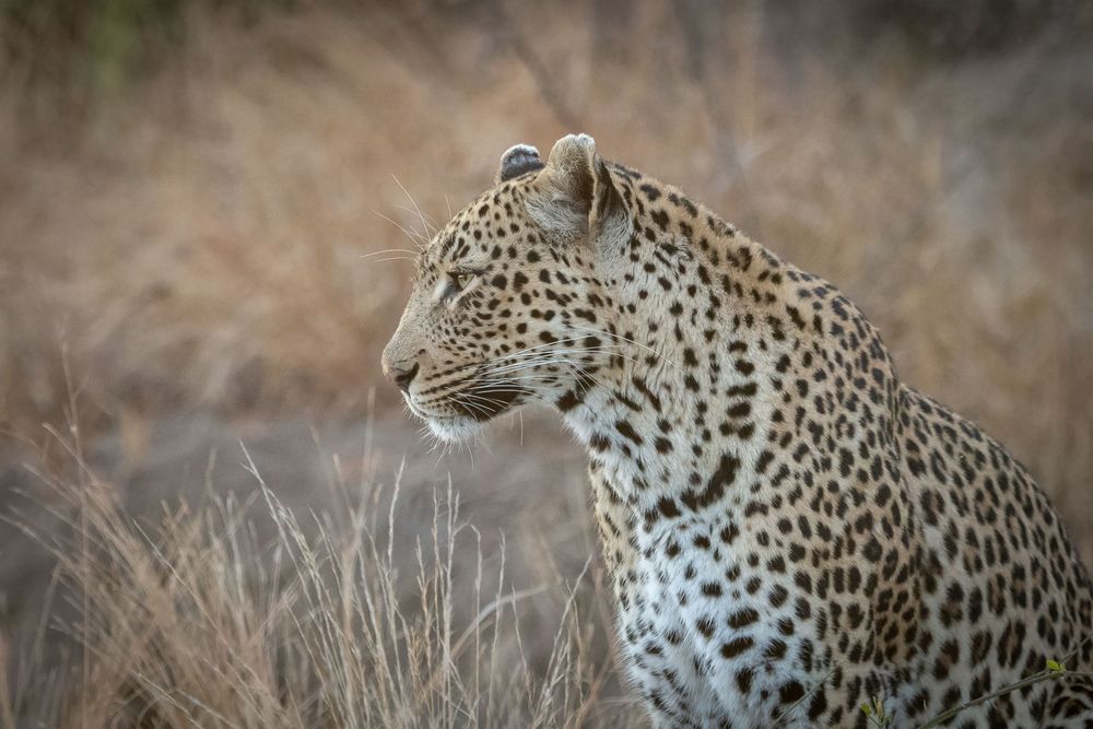 Die Leopardenmutter