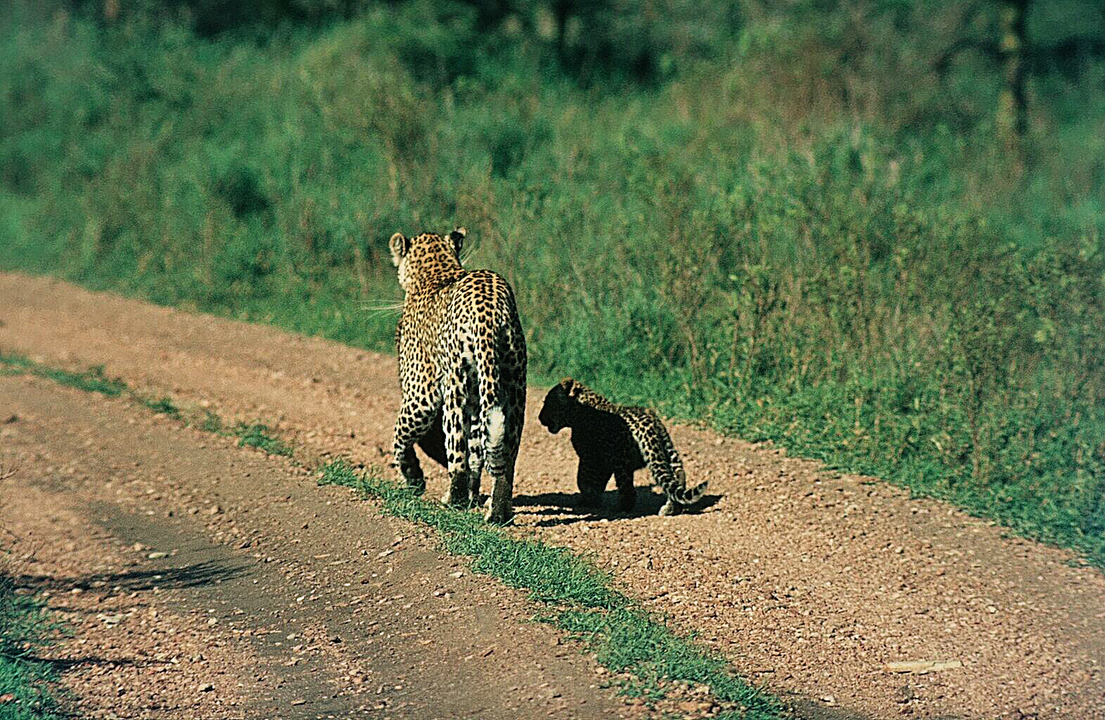 Die  Leopardenmutter trägt das eine ihrer Jungen.