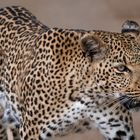 Die Leopardin