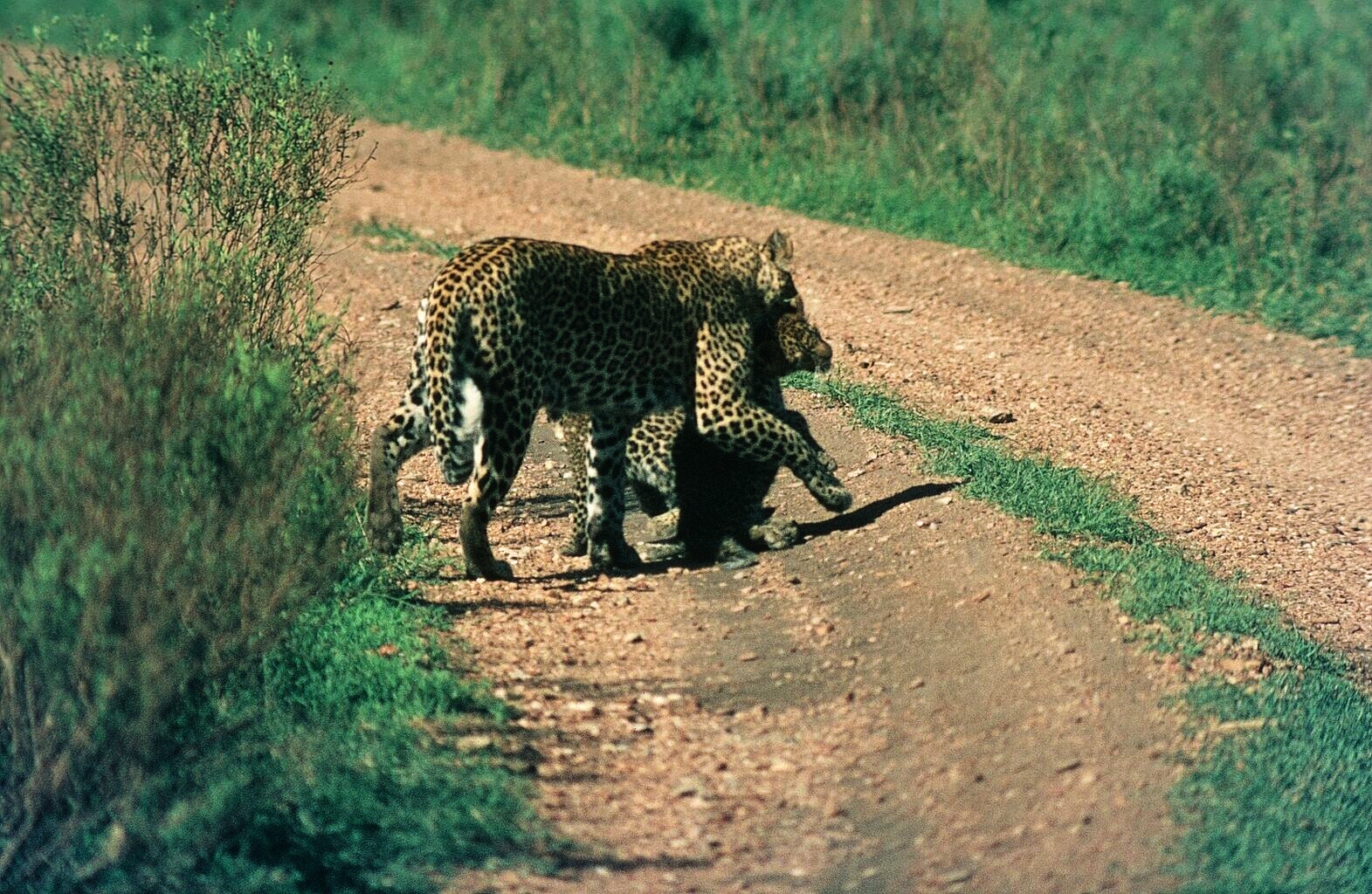 Die Leopardin packt eines der Jungen um es zu tragen.