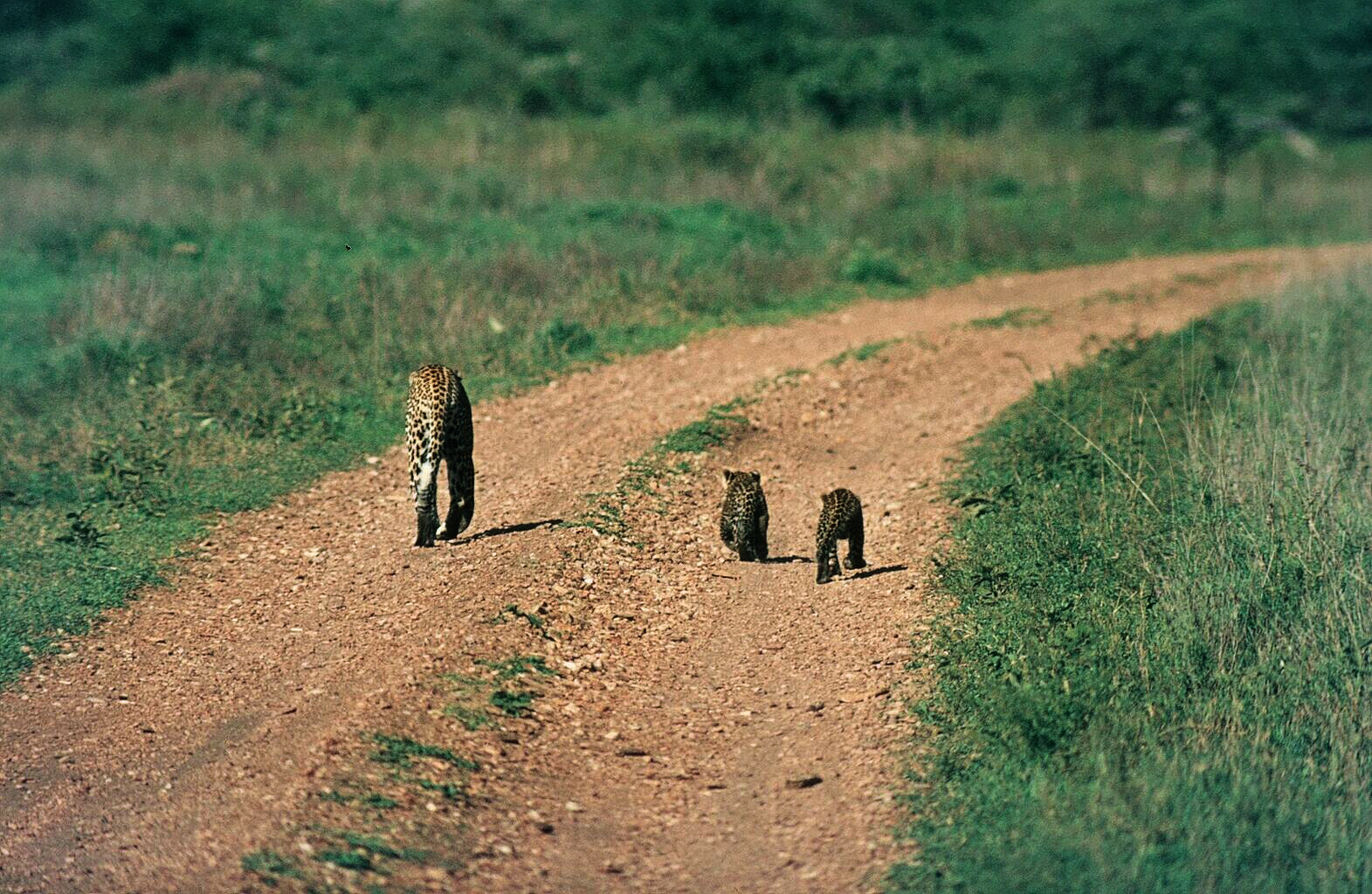 Die Leopardin wandert weiter mit zwei Jungtieren