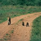 Die Leopardin wandert weiter mit zwei Jungtieren