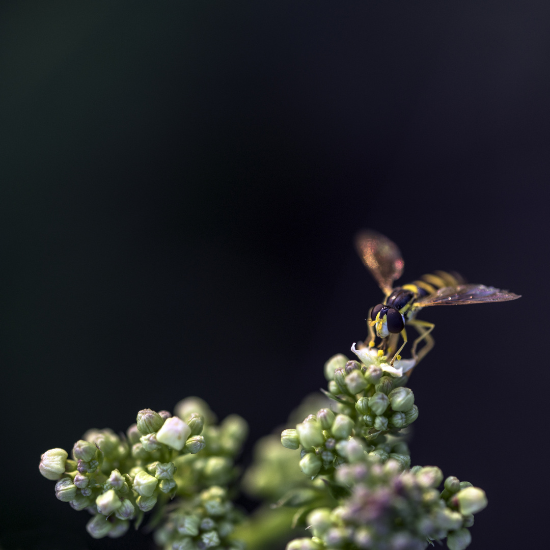 Die lesende Schwebfliege