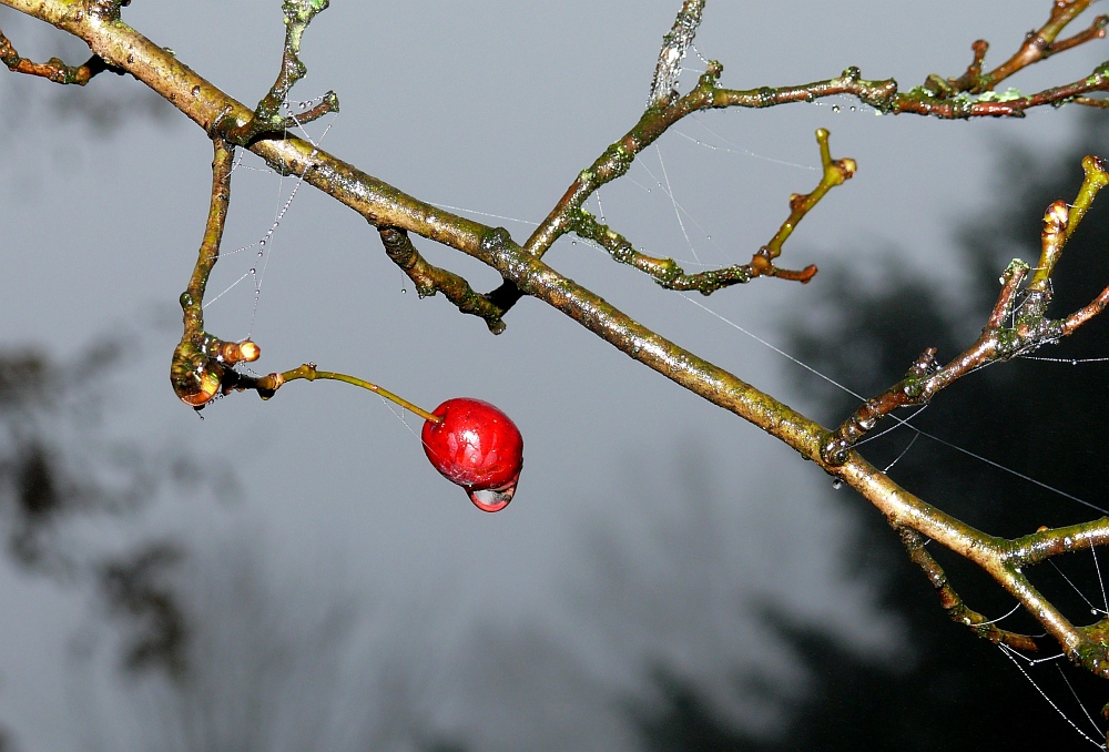 Die letze Beere im Herbst