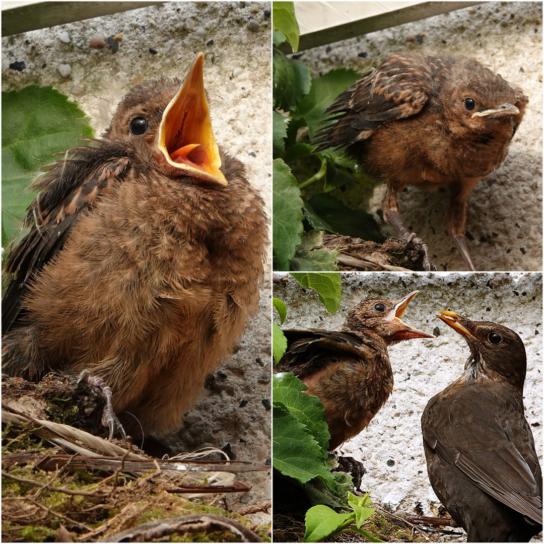 die Letze im Nest